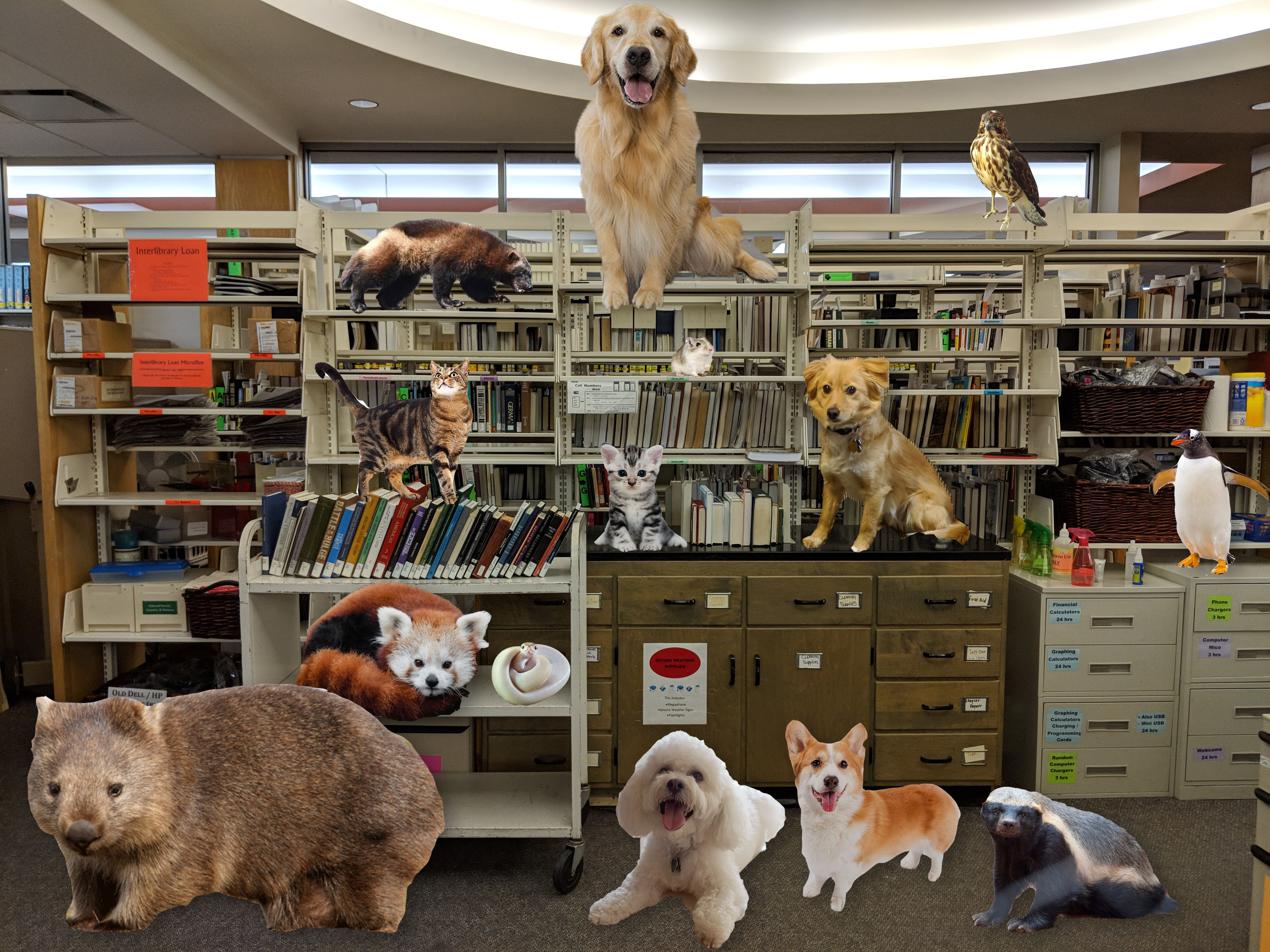 Library shelves with animals obviously photoshopped onto them: cats, dogs, badgers, wombat, penguin, fox and a hawk